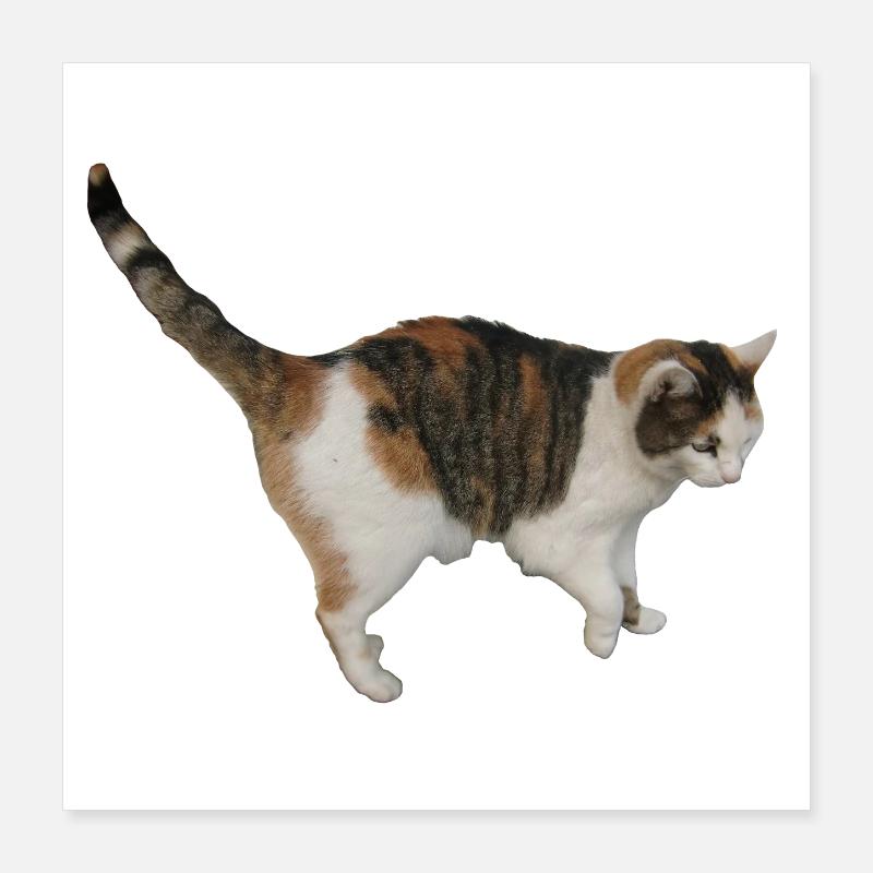 Chat Poster 40 x 40 cm