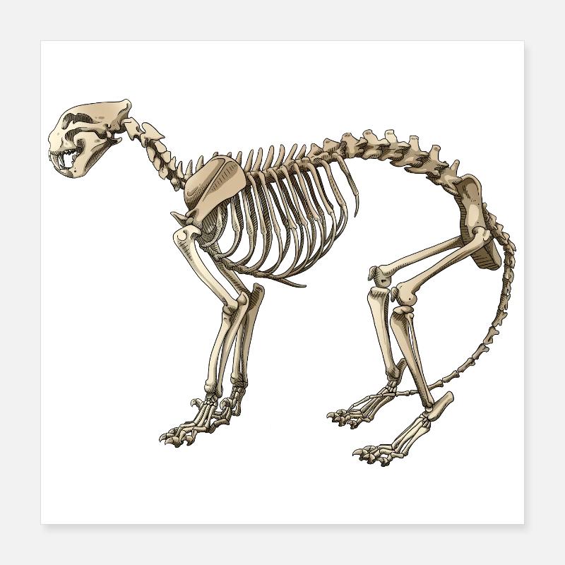 Illustration Cat Skeleton Poster 16" x 16" (40x40 cm)