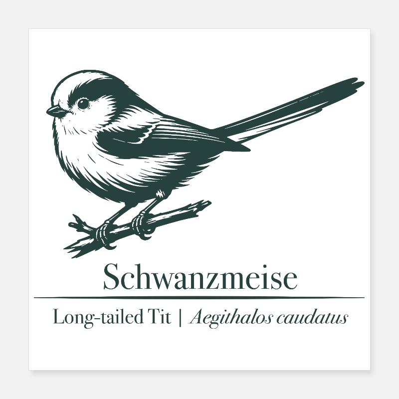 Silhouette à longue queue | Ornithologie | Dessin Poster 40 x 40 cm