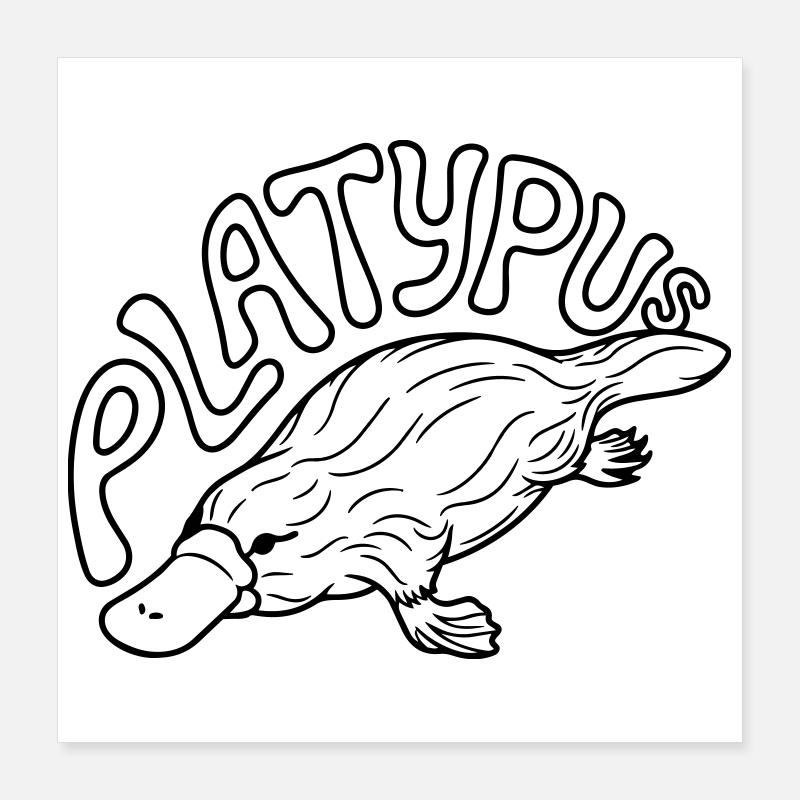 Ornithorynque Poster 40 x 40 cm