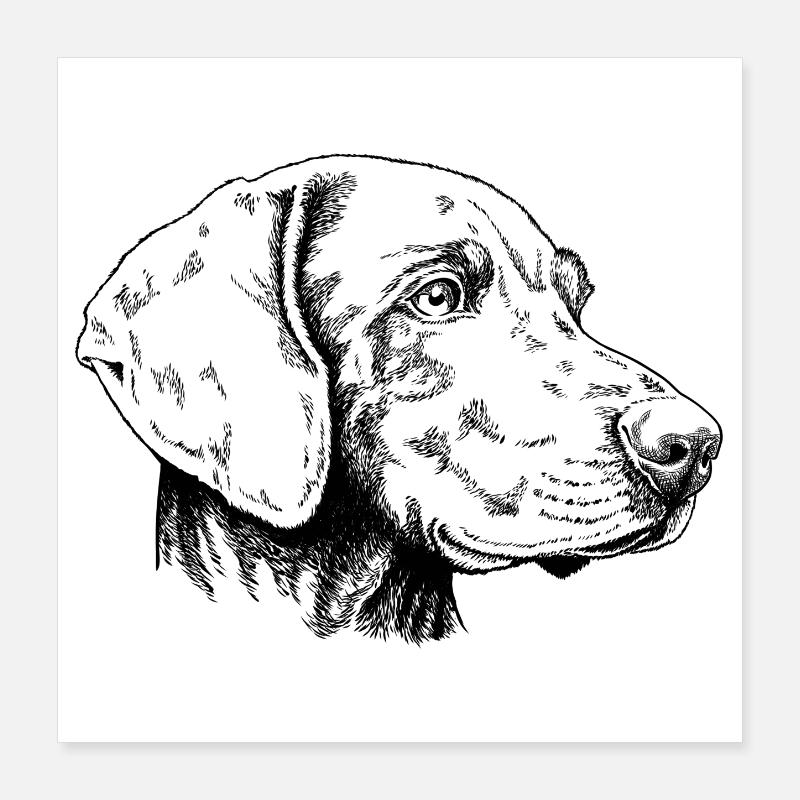 Weimaraner Portrait s Poster 40x40 cm