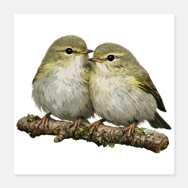 Chiffchaff auf Ast küssen Poster 40x40 cm