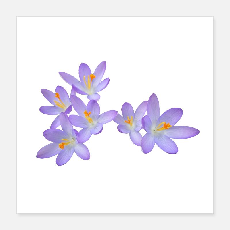 Fleurs de printemps violettes (crocus) Poster 40 x 40 cm