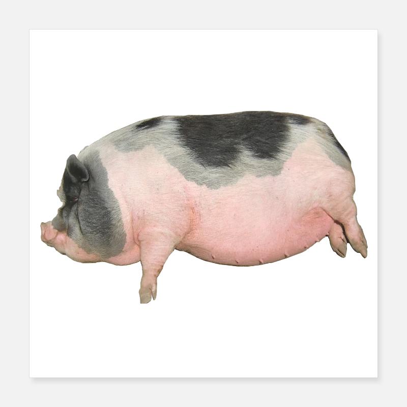 Bauernhof Schwein Poster 40x40 cm
