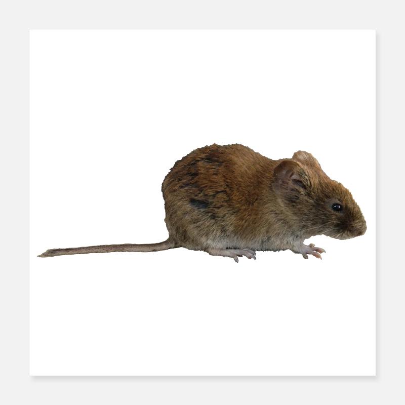 souris Poster 40 x 40 cm