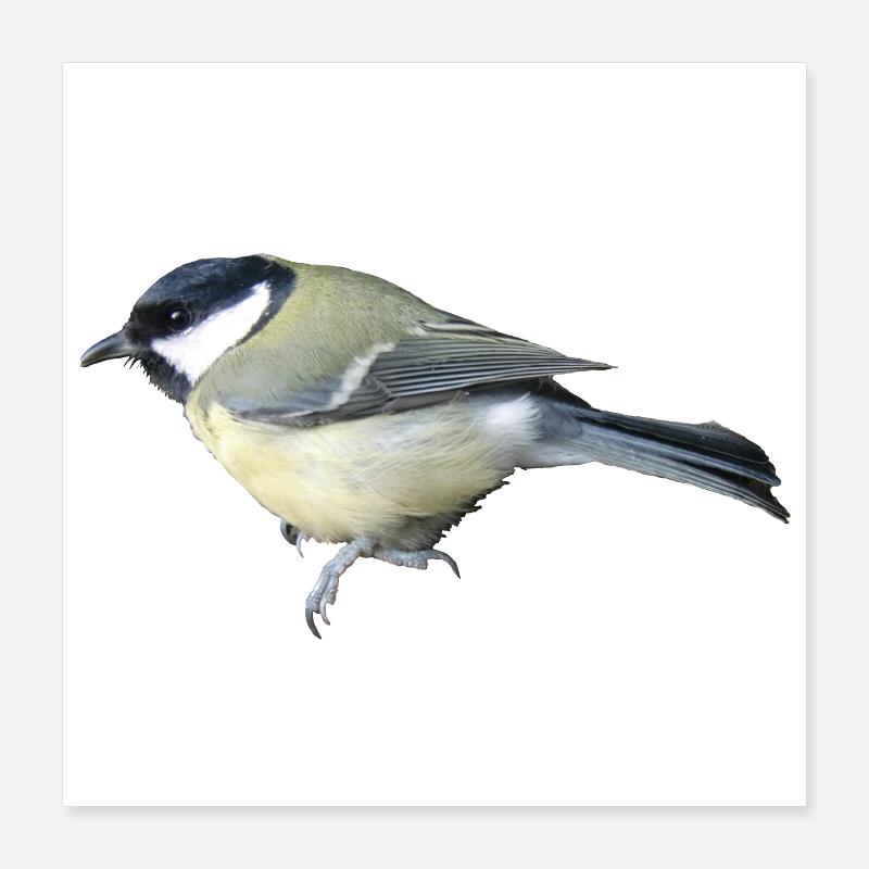 Vogel Kohlmeise Poster 40x40 cm