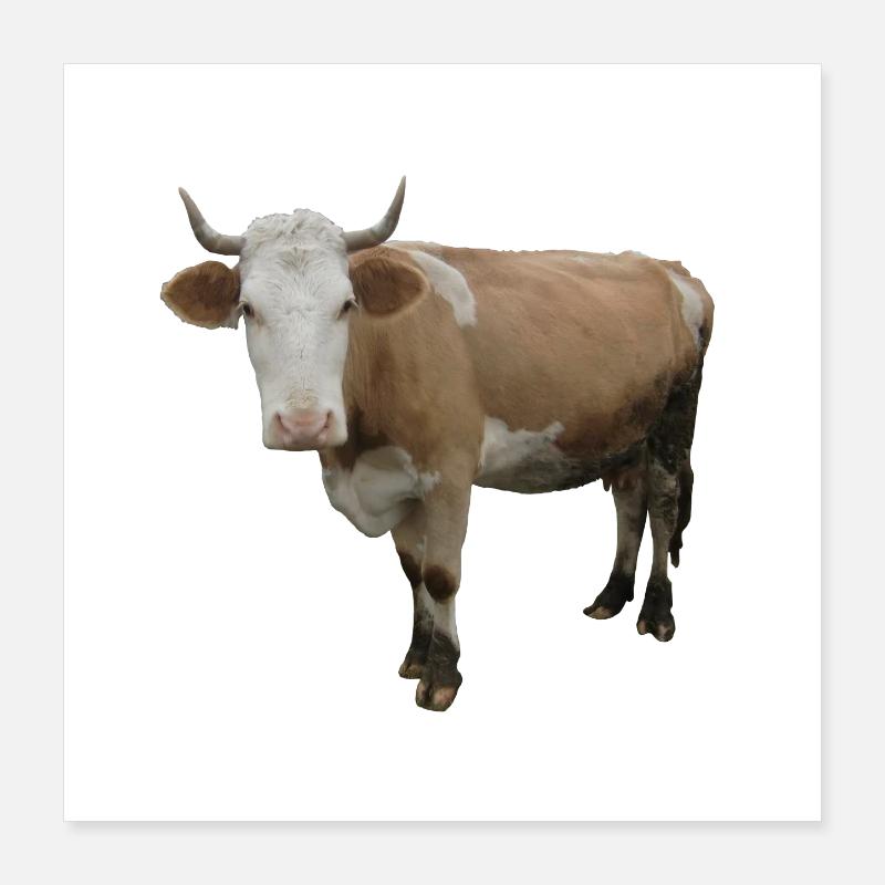 Vache Poster 40 x 40 cm