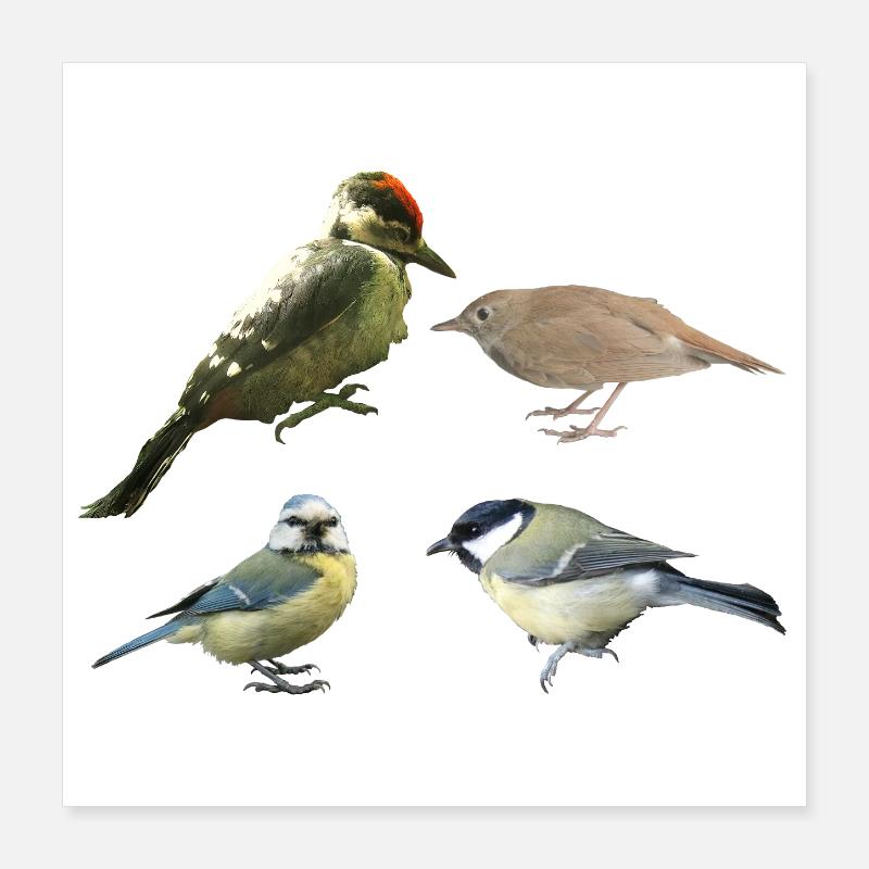 Oiseaux chanteurs Poster 40 x 40 cm