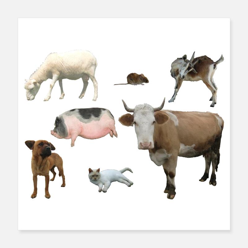 Ferme Poster 40 x 40 cm