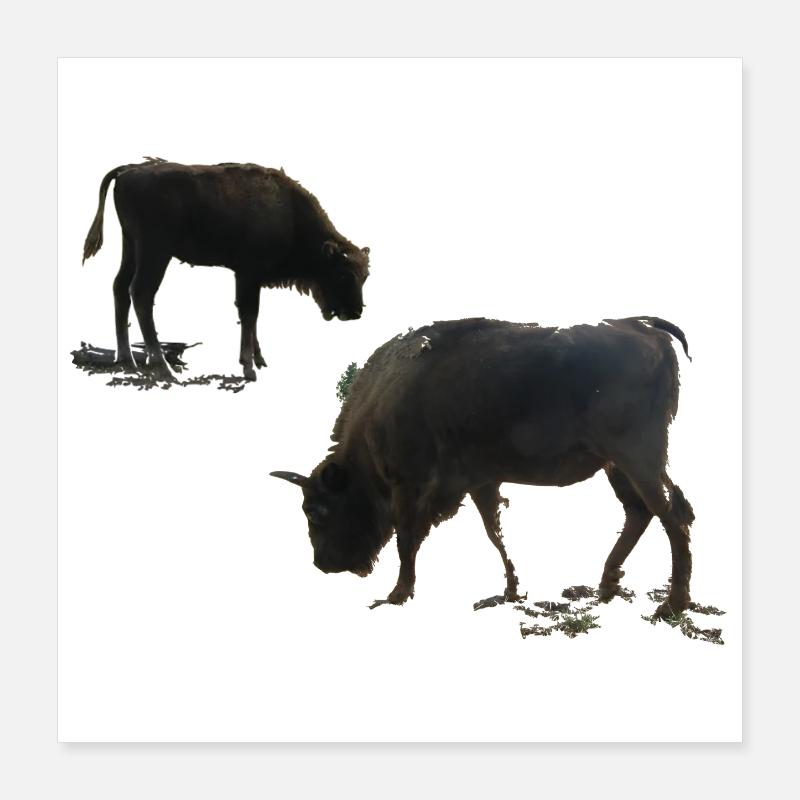 Wisent mit Jungtier Poster 40x40 cm