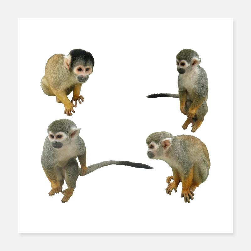 Affen Poster 40x40 cm