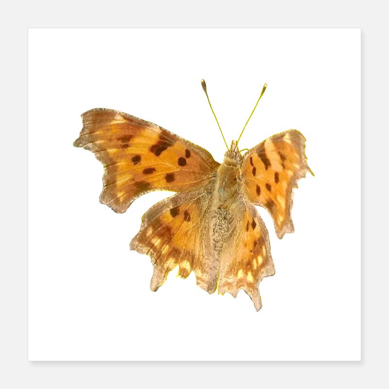 Butterfly C-Moth Poster 16" x 16" (40x40 cm)