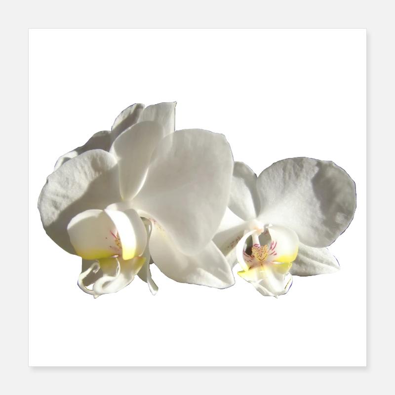 Orchidee weiß Poster 40x40 cm