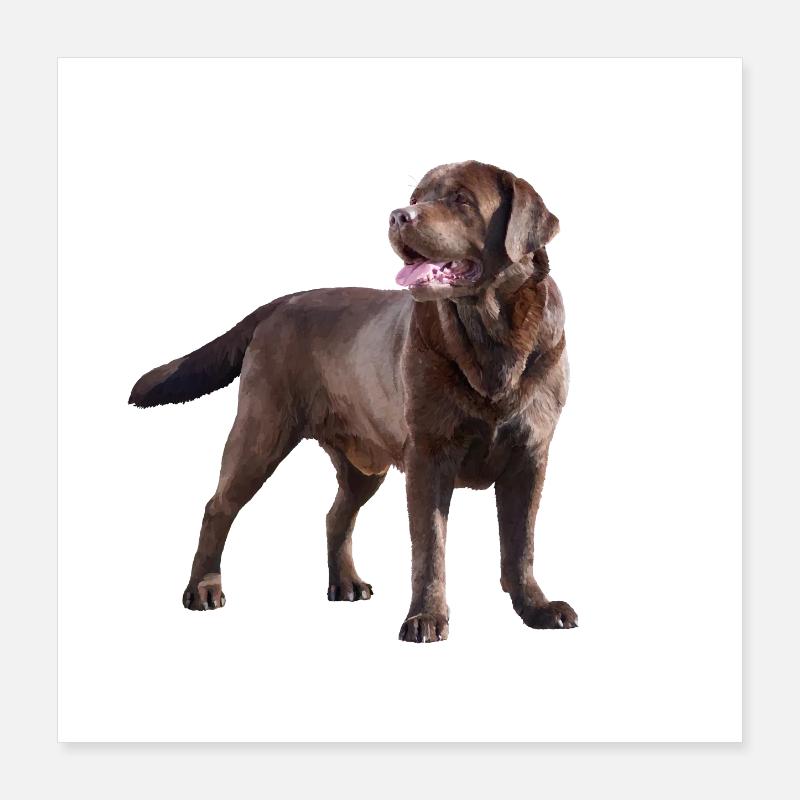 Labrador Poster 40x40 cm