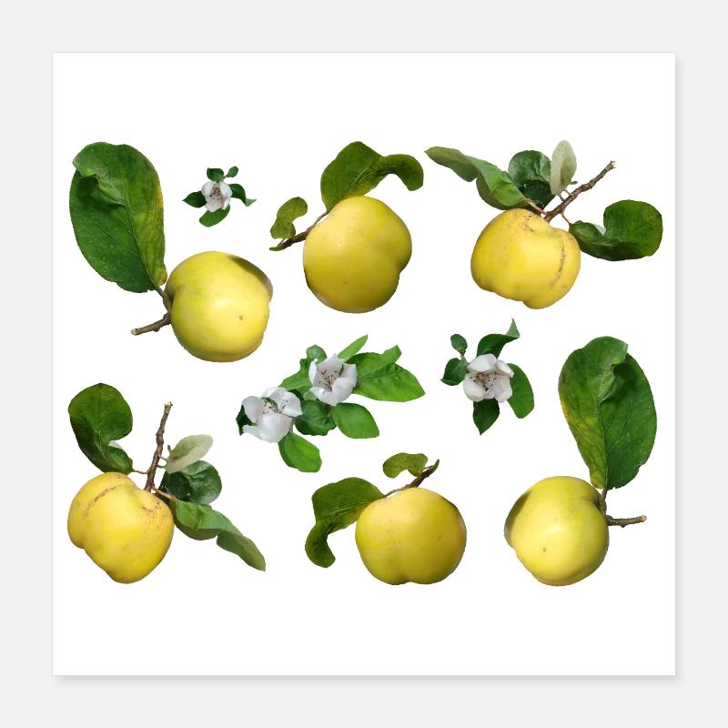 Coings aux fleurs de coing Poster 40 x 40 cm