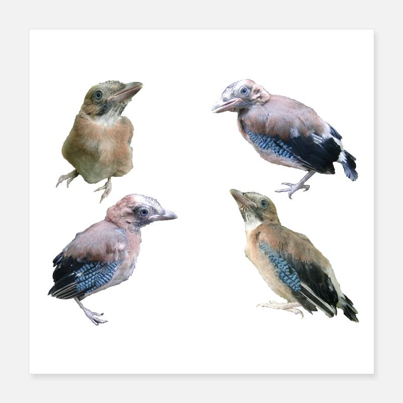 Jay Young Birds Poster 16" x 16" (40x40 cm)