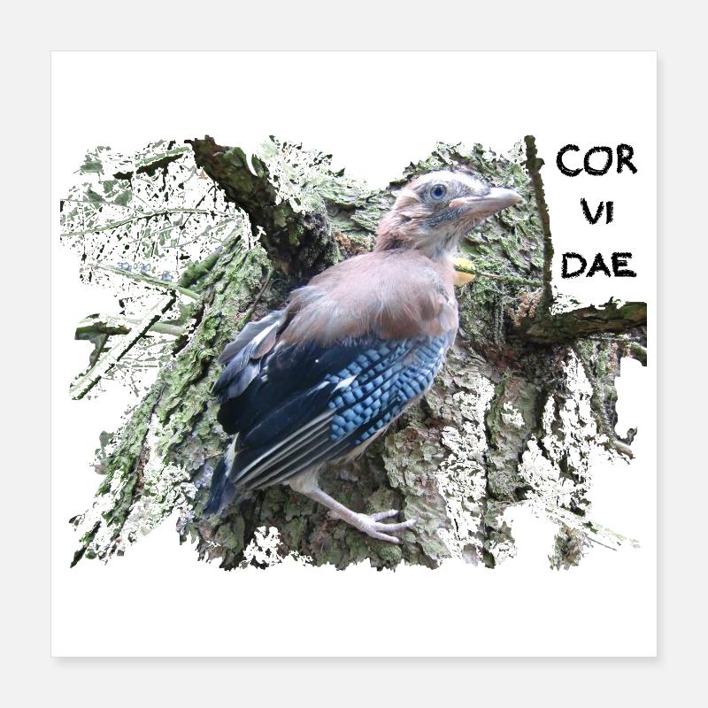 Jay Corvidae Poster 16" x 16" (40x40 cm)