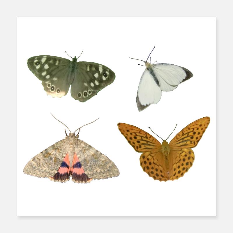 Insects Butterflies Poster 16" x 16" (40x40 cm)