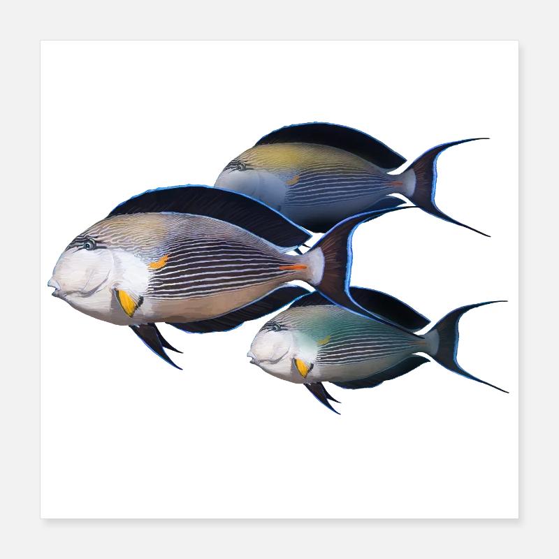 Fish Poster 16" x 16" (40x40 cm)