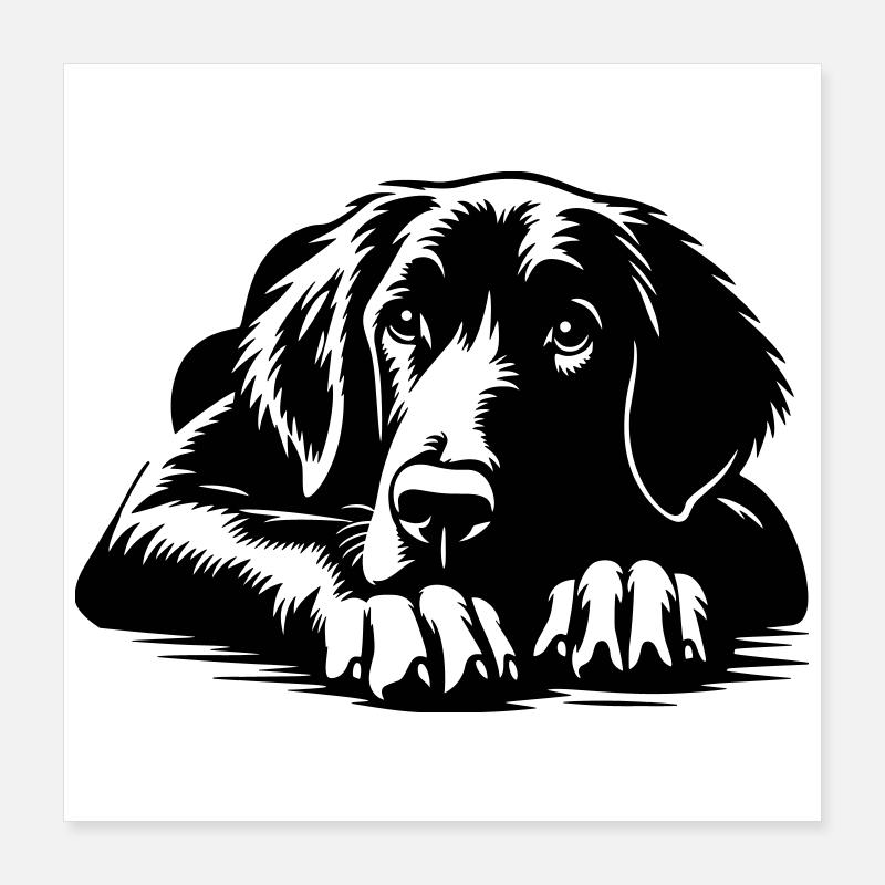 Retriever à poil plat Poster 40 x 40 cm