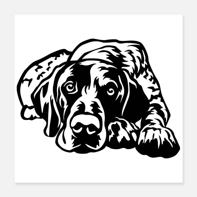 Deutsch Kurzhaar Poster 40x40 cm