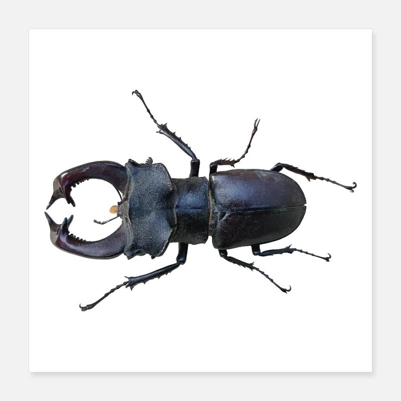 Cerf-volant Poster 40 x 40 cm