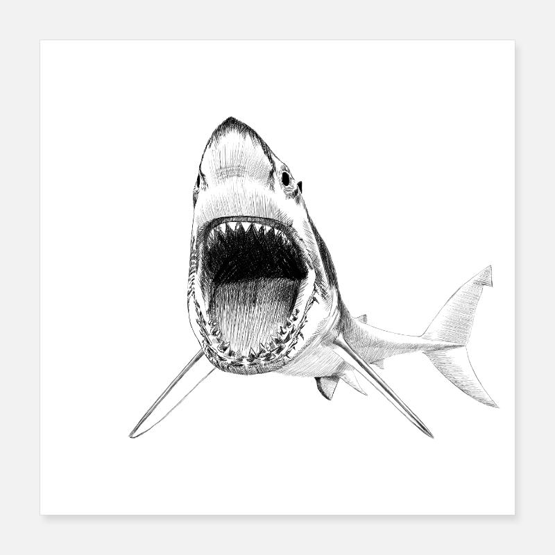 shark Poster 16" x 16" (40x40 cm)