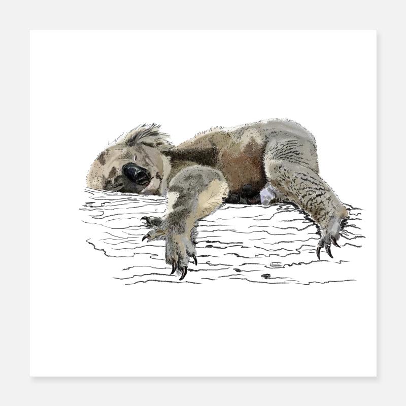 koala bear Poster 16" x 16" (40x40 cm)