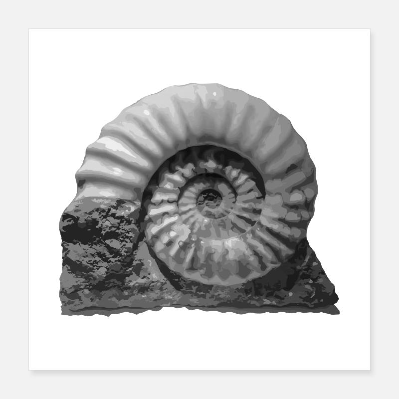 Ammonite Poster 40 x 40 cm
