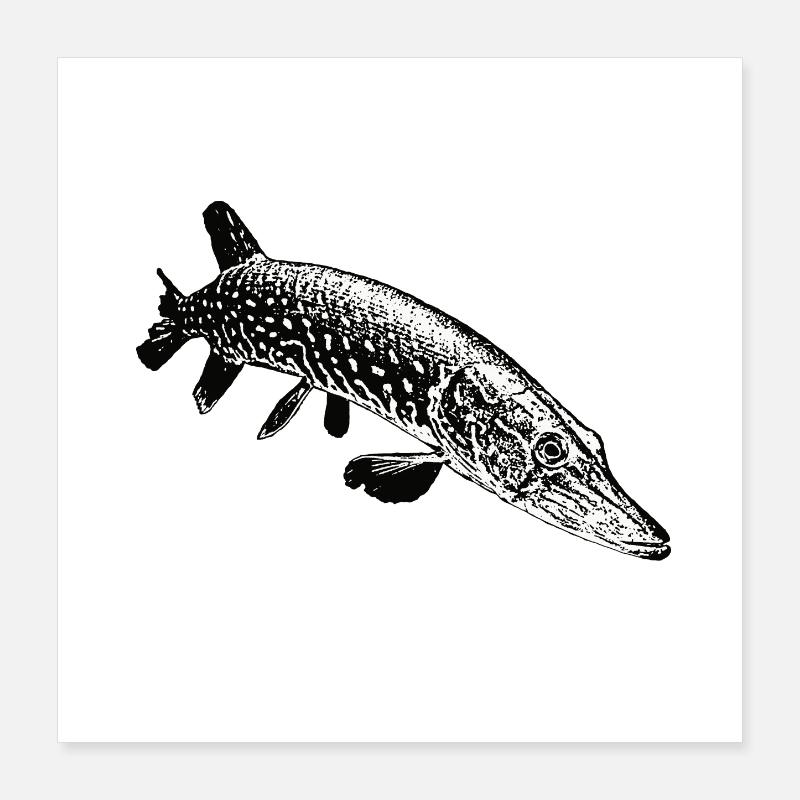 Brochet Poster 40 x 40 cm