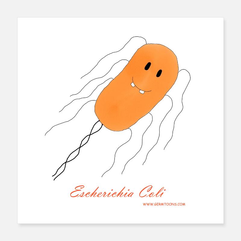E. coli / Escherichia coli - bactérie Poster 40 x 40 cm