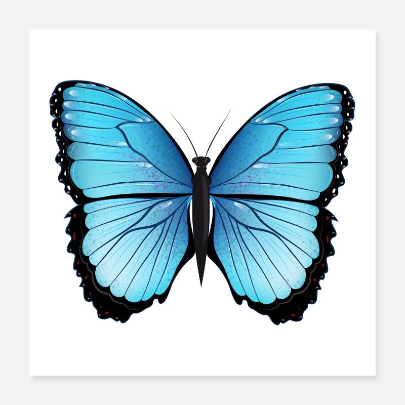 blue butterfly hand drawn and colored Poster 16" x 16" (40x40 cm)