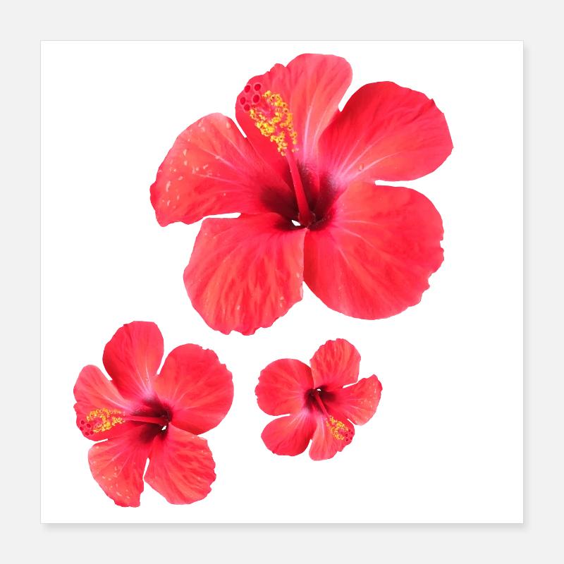 Fleurs d’hibiscus rouge Triple Poster 40 x 40 cm