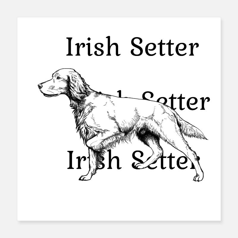 Irish Setter ci-dessus Poster 40 x 40 cm