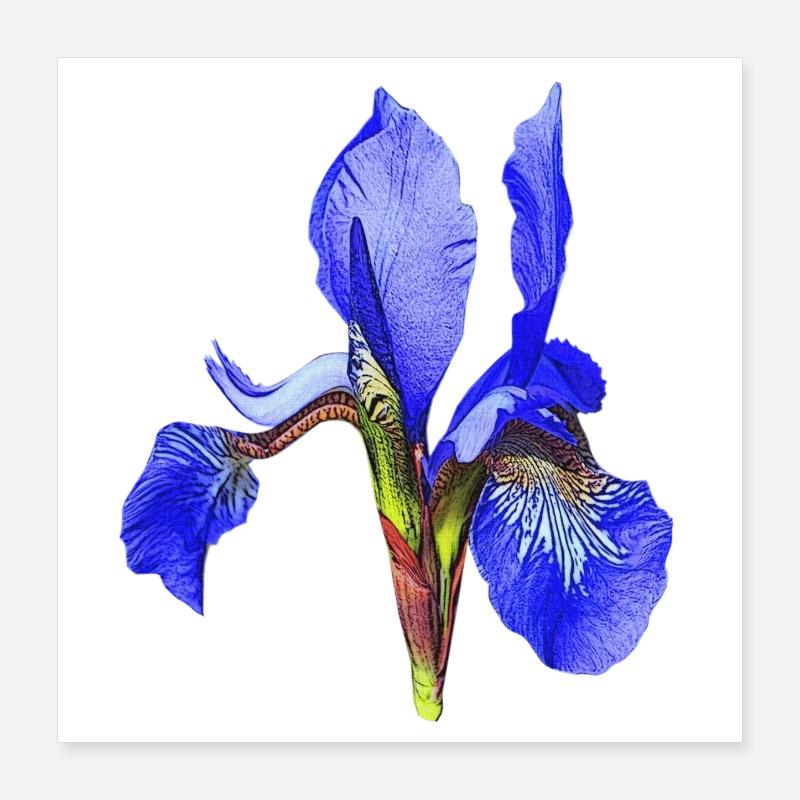 geburtstagsgeschenk mutter, schwertlilie Poster 40x40 cm