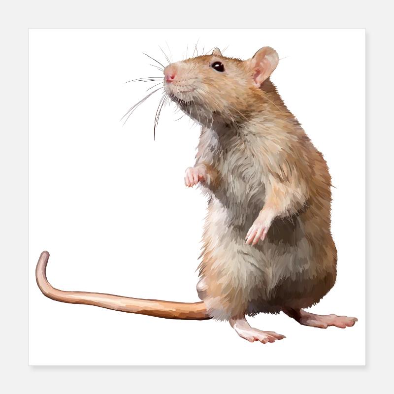Maus Poster 40x40 cm
