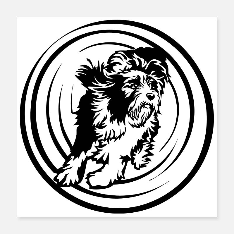 Bearded Collie Poster 40 x 40 cm