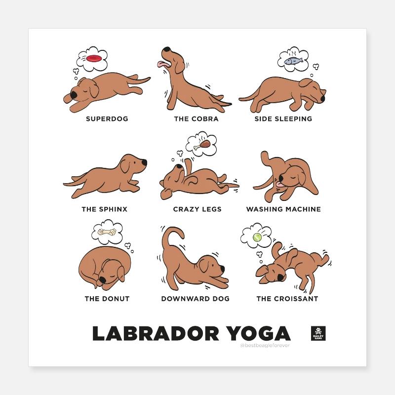 YOGA LABRADOR BRUN Poster 40 x 40 cm