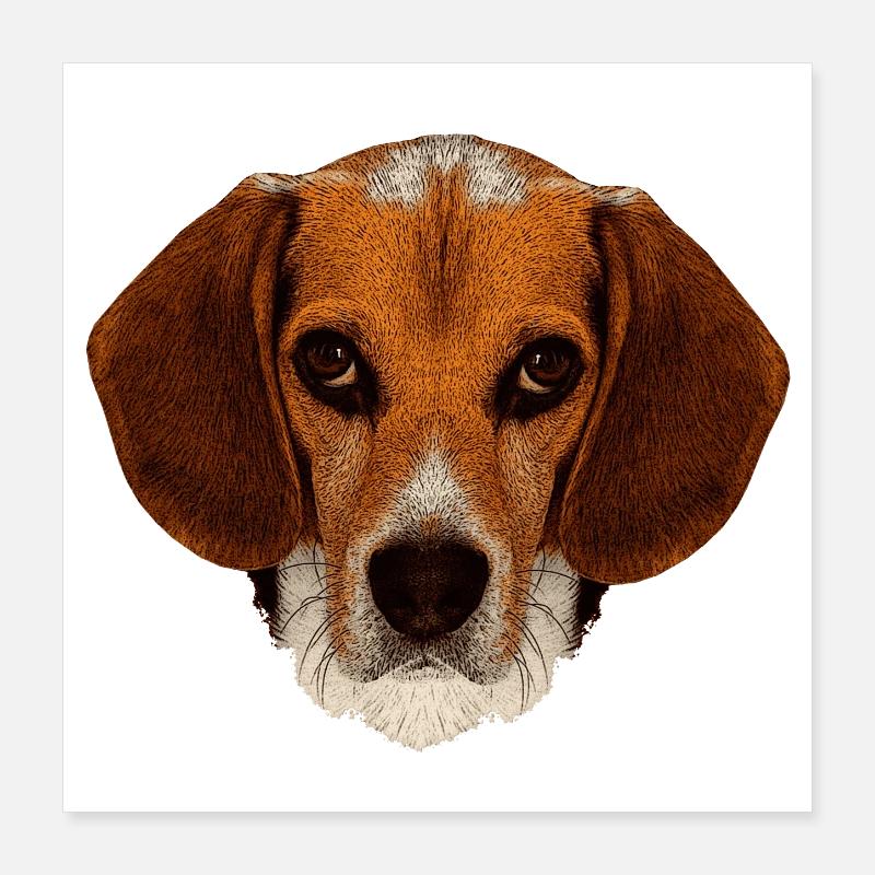 jagdhunde, Beagle leinwand optik Poster 40x40 cm