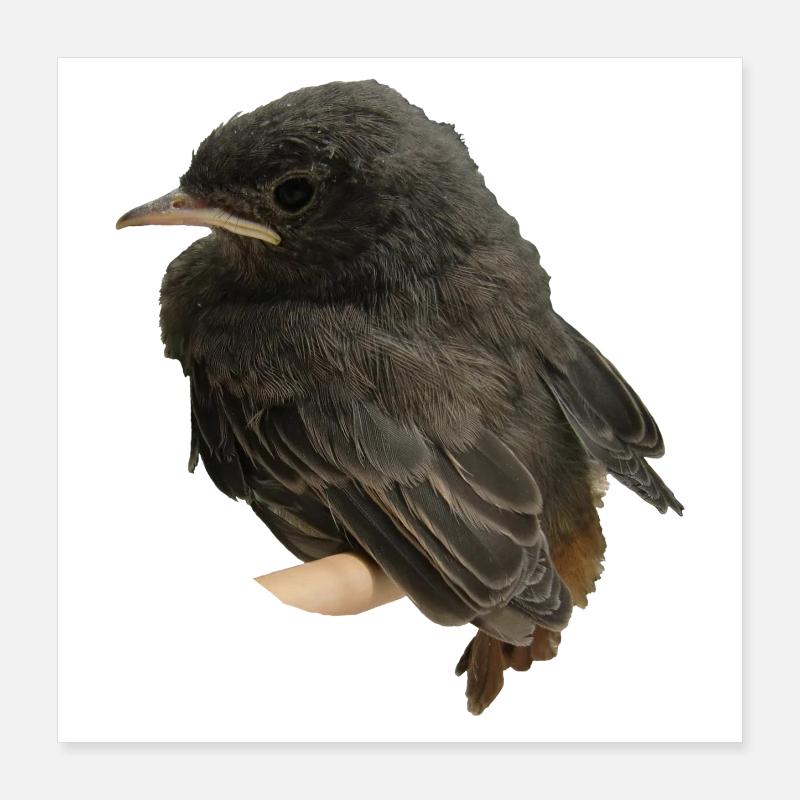 Maison redstart branche Poster 40 x 40 cm