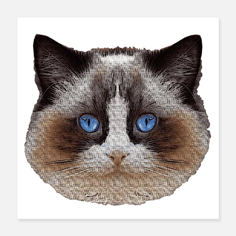 Ragdoll, samtpfote, Katzen design Poster 40x40 cm