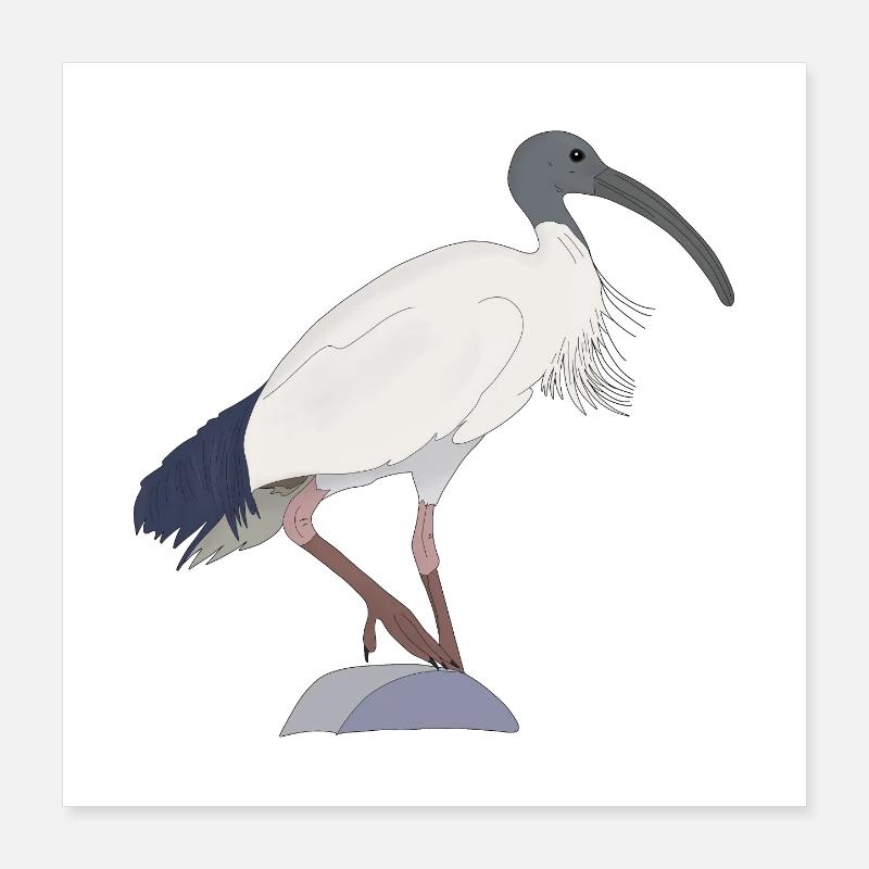 ibis bin Vogel Poster 40x40 cm