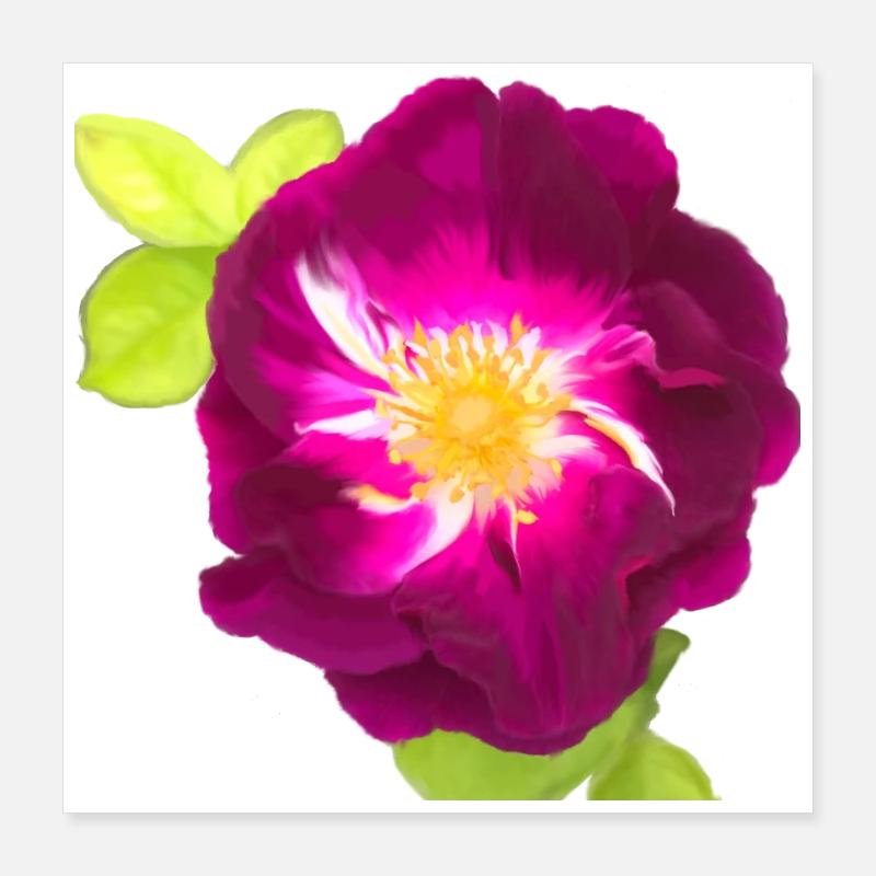 Rose violette - peinture Poster 40 x 40 cm