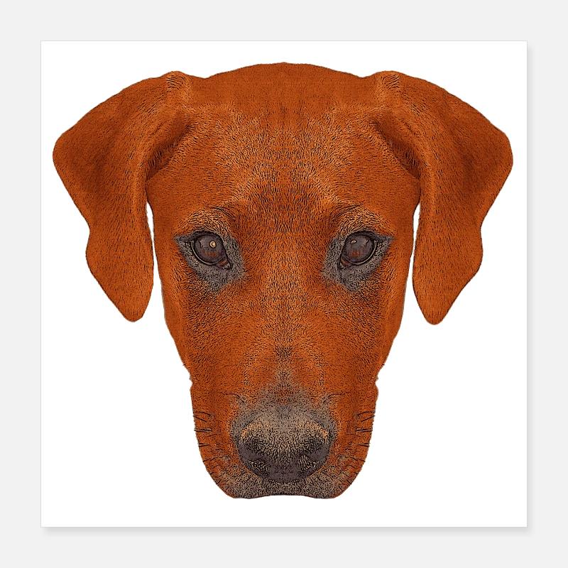 haustierkleidung herren, rhodesian ridgeback Poster 40x40 cm