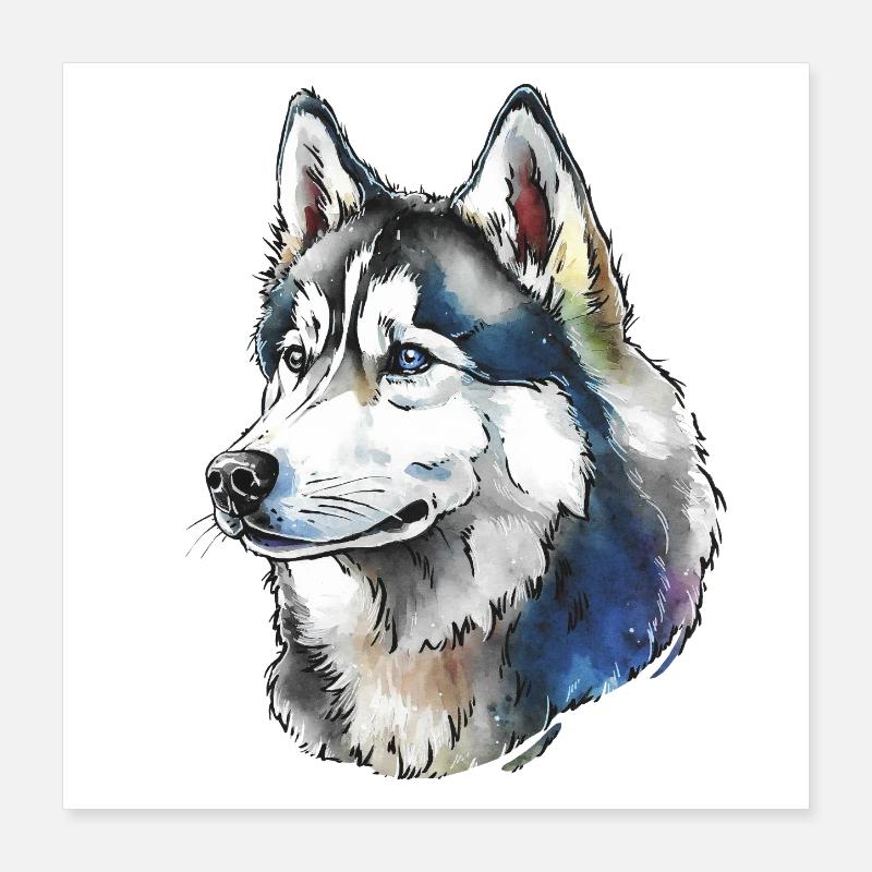 Sibirischer Husky Portrait Poster 40x40 cm