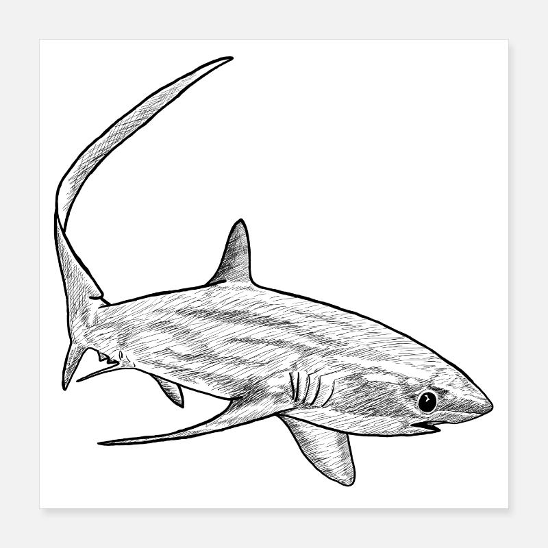 Requin renard Poster 40 x 40 cm