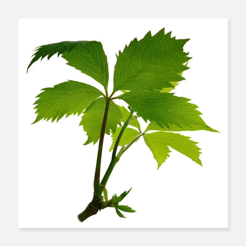 Jeune feuillage – branche verte de feuilles Poster 40 x 40 cm