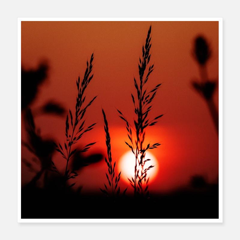 Silhouette de Graminées au Coucher de Soleil Poster 40 x 40 cm