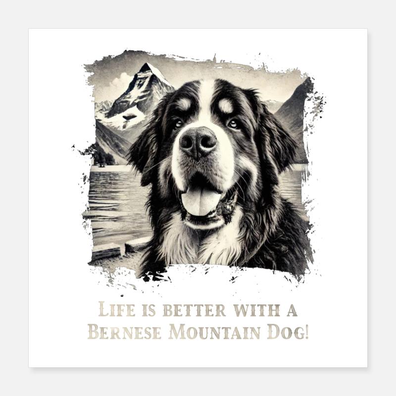 Bouvier bernois Poster 40 x 40 cm