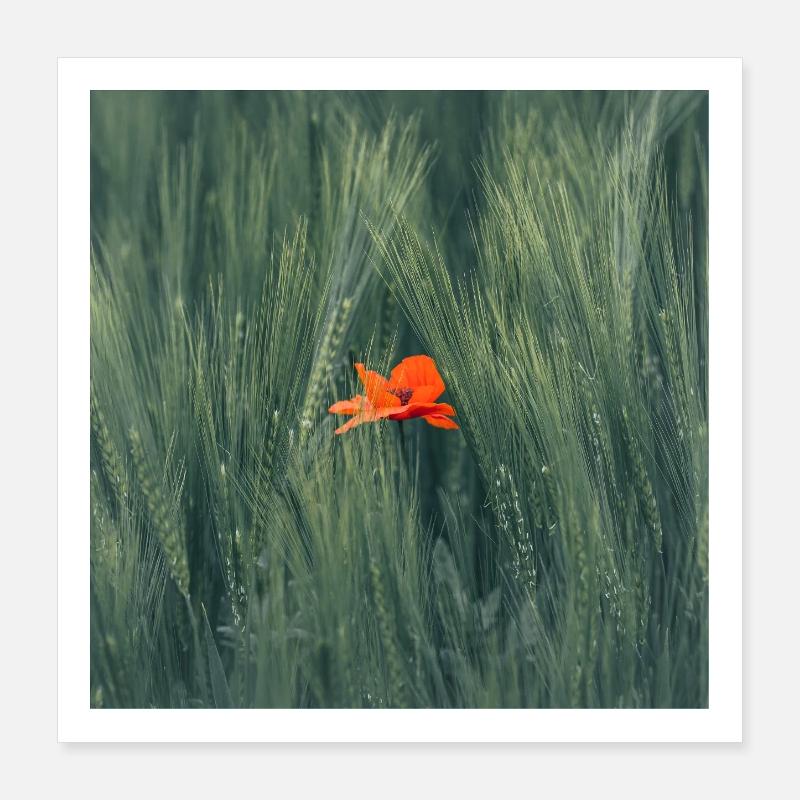 Ein Hauch von Farbe Poster 40x40 cm